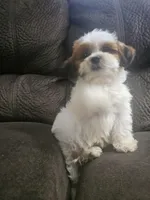 Malshi 2, a male Mal Shi for sale in Chapel Hill, NC – Photo 9 of 10