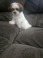 Malshi 2, a male Mal Shi for sale in Chapel Hill, NC – Photo 4 of 10