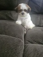 Malshi 2, a male Mal Shi for sale in Chapel Hill, NC – Photo 5 of 10