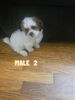 Malshi 2, a male Mal Shi for sale in Chapel Hill, NC – Photo 1 of 10