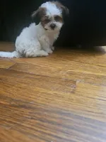 Malshi 2, a male Mal Shi for sale in Chapel Hill, NC – Photo 7 of 10