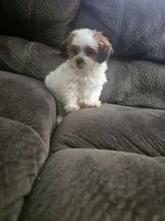 Malshi 2, a male Mal Shi for sale in Chapel Hill, NC – Photo 2 of 10