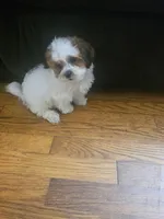 Malshi 2, a male Mal Shi for sale in Chapel Hill, NC – Photo 10 of 10