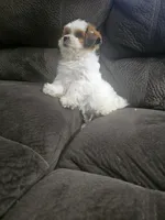 Malshi 2, a male Mal Shi for sale in Chapel Hill, NC – Photo 3 of 10