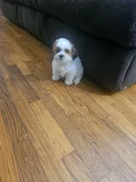 Malshi 2, a male Mal Shi for sale in Chapel Hill, NC – Photo 6 of 10