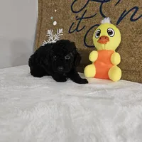 Panther, a male Poodle - Miniature  for sale in Chapel Hill, NC – Photo 6 of 10