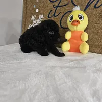 Panther, a male Poodle - Miniature  for sale in Chapel Hill, NC – Photo 5 of 10