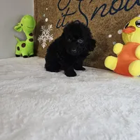 Panther, a male Poodle - Miniature  for sale in Chapel Hill, NC – Photo 3 of 10