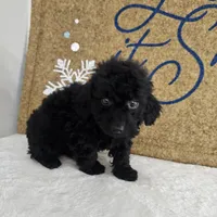 Panther, a male Poodle - Miniature  for sale in Chapel Hill, NC – Photo 9 of 10