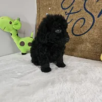 Panther, a male Poodle - Miniature  for sale in Chapel Hill, NC – Photo 1 of 10