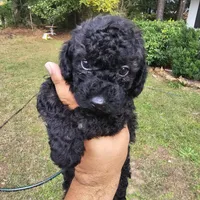 Panther, a male Poodle - Miniature  for sale in Chapel Hill, NC – Photo 8 of 10