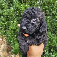 Panther, a male Poodle - Miniature  for sale in Chapel Hill, NC – Photo 10 of 10