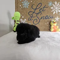 Panther, a male Poodle - Miniature  for sale in Chapel Hill, NC – Photo 4 of 10