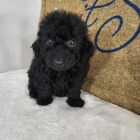 Panther, a male Poodle - Miniature  for sale in Chapel Hill, NC – Photo 2 of 10