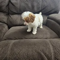 Channel, a female Poodle - Miniature  for sale in Chapel Hill, NC – Photo 3 of 9