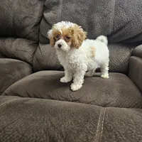 Channel, a female Poodle - Miniature  for sale in Chapel Hill, NC – Photo 6 of 9