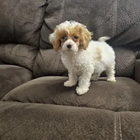 Channel, a female Poodle - Miniature  for sale in Chapel Hill, NC – Photo 8 of 9