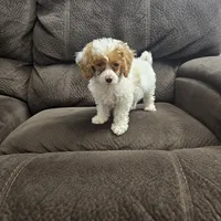 Channel, a female Poodle - Miniature  for sale in Chapel Hill, NC – Photo 4 of 9