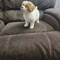 Channel, a female Poodle - Miniature  for sale in Chapel Hill, NC – Photo 7 of 9