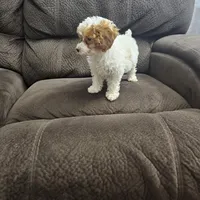 Channel, a female Poodle - Miniature  for sale in Chapel Hill, NC – Photo 9 of 9