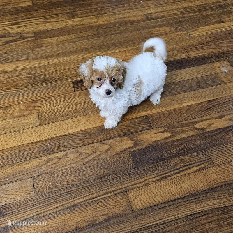 Channel, a female Poodle - Miniature  for sale in Chapel Hill, NC – Photo 1 of 9