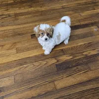 Channel, a female Poodle - Miniature  for sale in Chapel Hill, NC – Photo 1 of 9