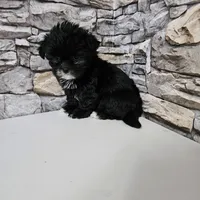 Malshi Black, a male Mal Shi for sale in Chapel Hill, NC – Photo 3 of 10