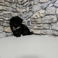 Malshi Black, a male Mal Shi for sale in Chapel Hill, NC – Photo 5 of 10