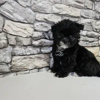 Malshi Black, a male Mal Shi for sale in Chapel Hill, NC – Photo 10 of 10