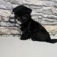 Malshi Black, a male Mal Shi for sale in Chapel Hill, NC – Photo 8 of 10