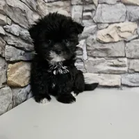 Malshi Black, a male Mal Shi for sale in Chapel Hill, NC – Photo 4 of 10