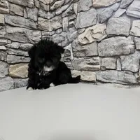 Malshi Black, a male Mal Shi for sale in Chapel Hill, NC – Photo 2 of 10