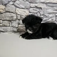 Malshi Black, a male Mal Shi for sale in Chapel Hill, NC – Photo 7 of 10