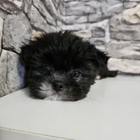 Malshi Black, a male Mal Shi for sale in Chapel Hill, NC – Photo 1 of 10