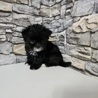 Malshi Black, a male Mal Shi for sale in Chapel Hill, NC – Photo 6 of 10