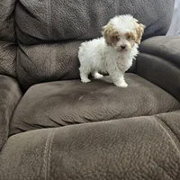 mini poodle, a male Poodle - Miniature  for sale in Chapel Hill, NC – Photo 9 of 10