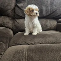 mini poodle, a male Poodle - Miniature  for sale in Chapel Hill, NC – Photo 3 of 10