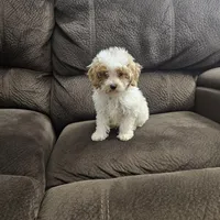 mini poodle, a male Poodle - Miniature  for sale in Chapel Hill, NC – Photo 4 of 10