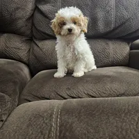 mini poodle, a male Poodle - Miniature  for sale in Chapel Hill, NC – Photo 5 of 10