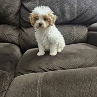 mini poodle, a male Poodle - Miniature  for sale in Chapel Hill, NC – Photo 2 of 10