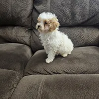 mini poodle, a male Poodle - Miniature  for sale in Chapel Hill, NC – Photo 1 of 10