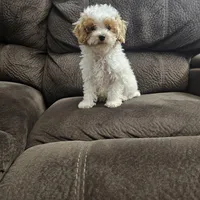 mini poodle, a male Poodle - Miniature  for sale in Chapel Hill, NC – Photo 8 of 10