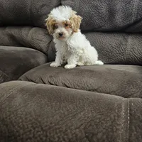 mini poodle, a male Poodle - Miniature  for sale in Chapel Hill, NC – Photo 6 of 10