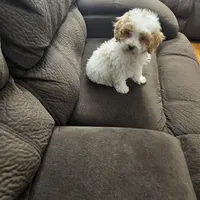 mini poodle, a male Poodle - Miniature  for sale in Chapel Hill, NC – Photo 10 of 10