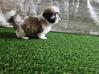 Tobby, a male Shih Tzu for sale in Chapel Hill, NC – Photo 1 of 9