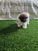 Tobby, a male Shih Tzu for sale in Chapel Hill, NC – Photo 4 of 9