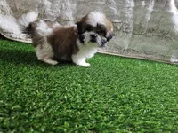Tobby, a male Shih Tzu for sale in Chapel Hill, NC – Photo 3 of 9