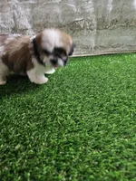 Tobby, a male Shih Tzu for sale in Chapel Hill, NC – Photo 7 of 9