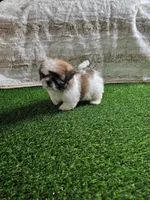 Tobby, a male Shih Tzu for sale in Chapel Hill, NC – Photo 5 of 9