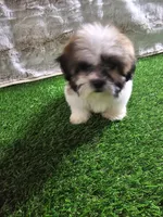 Tobby, a male Shih Tzu for sale in Chapel Hill, NC – Photo 2 of 9